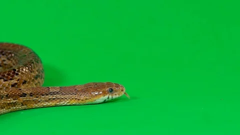 Coronella brown snake crawling on green screen at studio. Close up Stock Footage 129093760