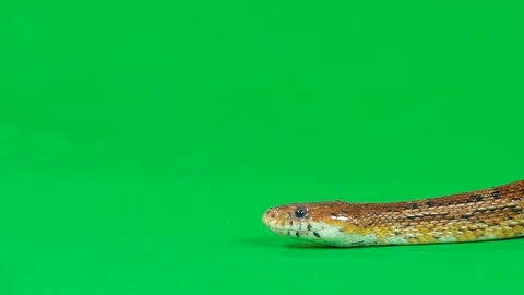 Coronella brown snake crawling on green screen at studio. Close up. Slow motion Stock Footage 129093859