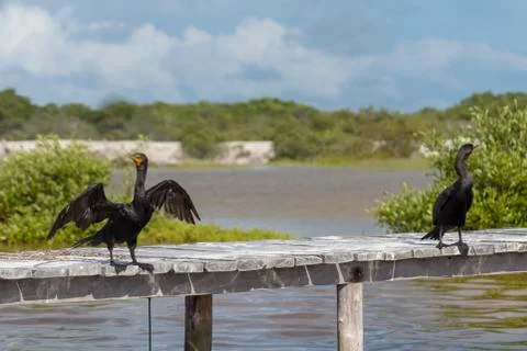 Cororan ducks on pier Stock Photos