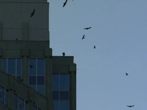 Corporate Buzz Stock Footage 285874