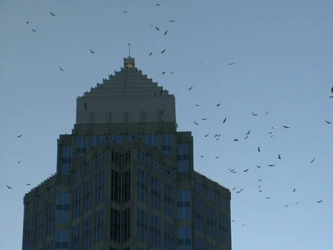 Corporate Buzzards Stock Footage 285873