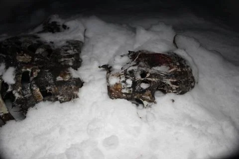 Corpse buried in snow Foto stock