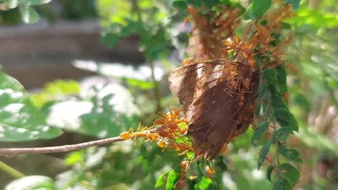 The corpse of a butterfly was eaten by red ants Stock-Footage 258206751