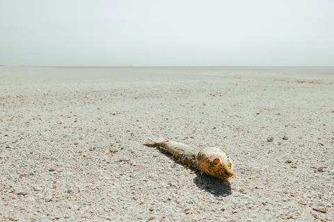 The corpse of a dead fish at the bottom of the dried sea. Stock Photos