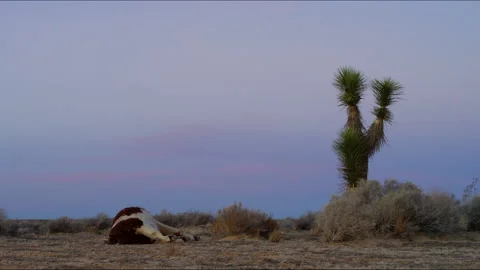 The corpse of a dead spotted cow without a head lies in the desert. Stock Footage 193596574