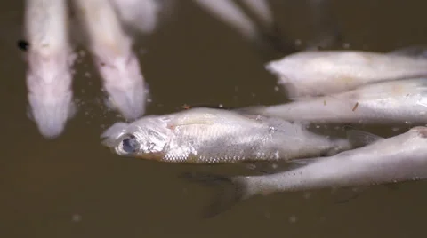 Corpse fish floating on the river Stock Footage 55233647