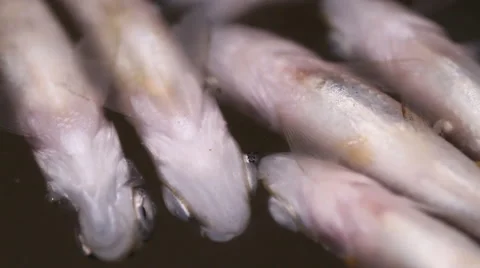 Corpse fish floating on the river Stock Footage 55234698