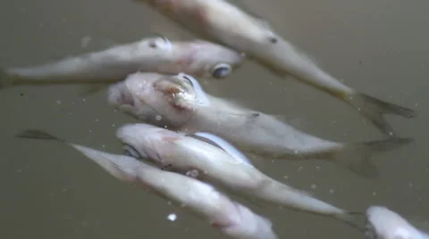 Corpse fish Stock Footage 55233065