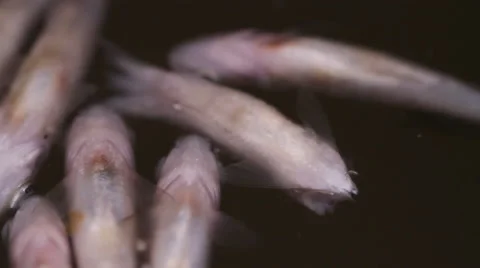 Corpse fish Stock Footage 55235109