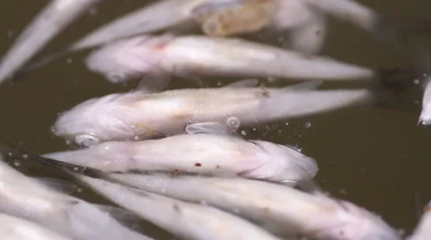 The corpse of a fish in the water Stock Footage 55233166