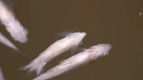 The corpse of a fish in the water Stock Footage 55234104
