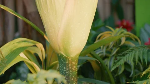 Corpse flower blooming close-up tilt Stock Footage 103397871