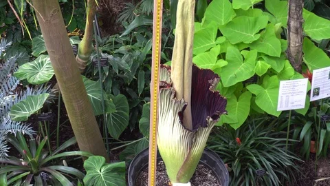 Corpse Flower Blooming Vídeos de archivo 91016707