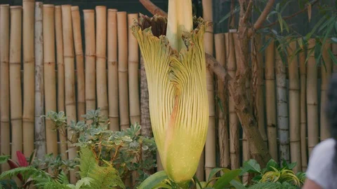 Corpse flower blooming Stock Footage 103397170