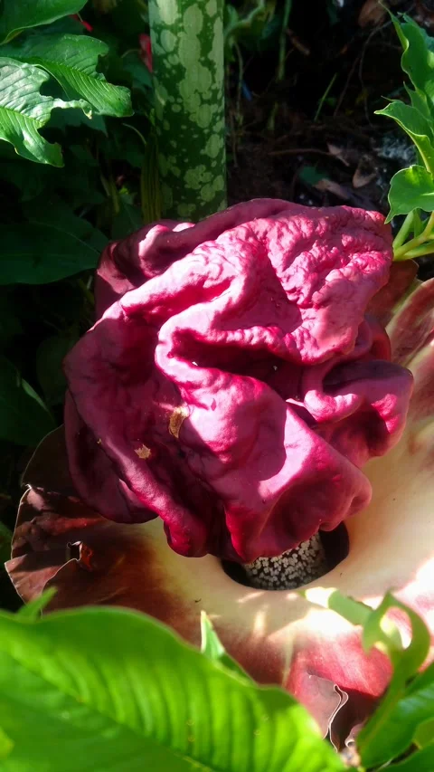 Corpse flower Stock-Footage 291987306