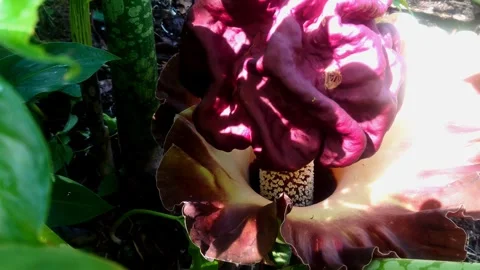 Corpse flower Stock-Footage 291987349