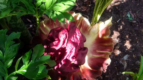 Corpse flower Stock-Footage 291987564