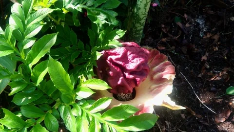 Corpse flower Stock-Footage 291987593