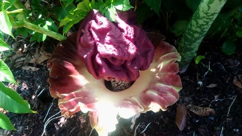 Corpse flower Stock-Footage 291987677