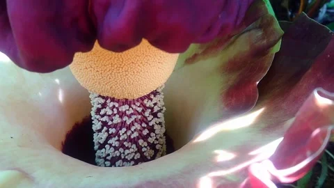 Corpse flower Stock-Footage 291987696
