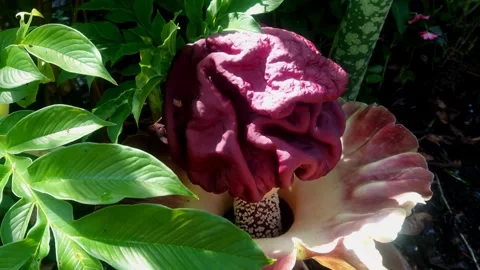 Corpse flower Stock-Footage 291987698