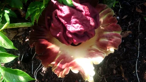 Corpse flower Stock-Footage 291987700