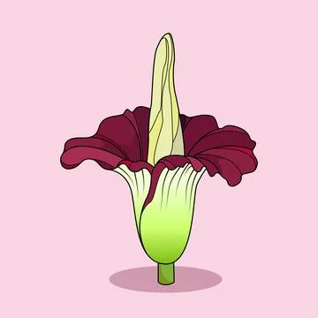 Corpse Flower Stock Illustration