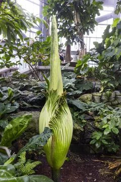Corpse flower nears bloom at US Botanical Gardens, Washington, USA - 05 Aug 2025 Stock Photos