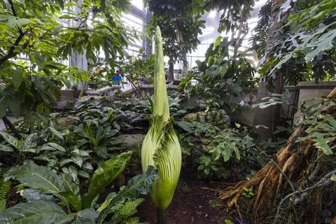 Corpse flower nears bloom at US Botanical Gardens, Washington, USA - 05 Aug 2025 Stock Photos