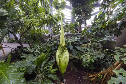 Corpse flower nears bloom at US Botanical Gardens, Washington, USA - 05 Aug 2025 Stock Photos