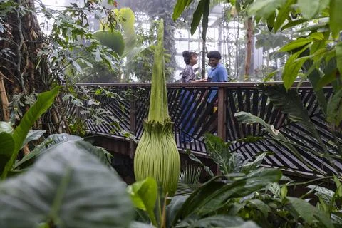 Corpse flower nears bloom at US Botanical Gardens, Washington, USA - 05 Aug 2025 Stock Photos