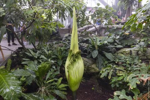 Corpse flower nears bloom at US Botanical Gardens, Washington, USA - 05 Aug 2025 Stock Photos