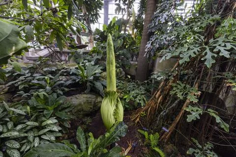 Corpse flower nears bloom at US Botanical Gardens, Washington, USA - 05 Aug 2025 Stock Photos