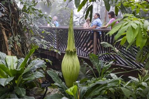 Corpse flower nears bloom at US Botanical Gardens, Washington, USA - 05 Aug 2025 Stock Photos