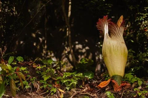A Corpse Flower ready to bloom in the forest of North Sumatra Stock Photos