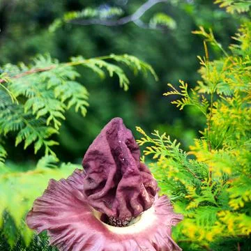 Corpse flower in the yard. with the scientific name Amorphophallus titanum Stock Photos
