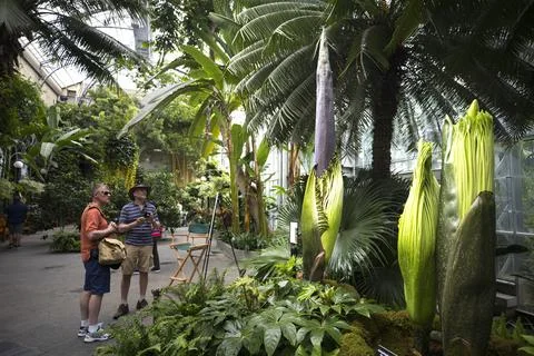 Corpse Flowers Prepare to Bloom at Washington DC's Botanical Gardens, USA - 17 A Stock Photos