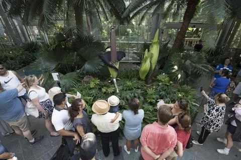 Corpse Flowers Prepare to Bloom at Washington DC's Botanical Gardens, USA - 20 A Stock Photos