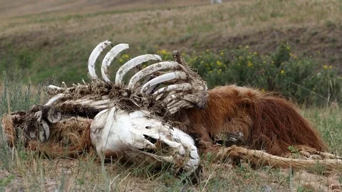 The corpse of the foal, summer cloudy day. Stock Footage 81576621
