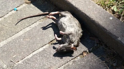Corpse grey rat on the asphalt Stock Footage 40042140