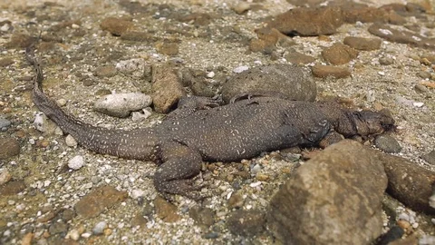 Corpse of the lizard varanus on the beach in Thailand Stock Footage 106301196
