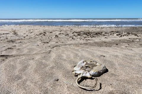 The corpse of a small stingray on a beach in Argentine Patagonia Stock-Fotos
