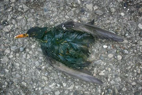 Corpse of Starling on side of road Stock Photos