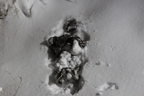 Corpse Torso in snow Foto stock