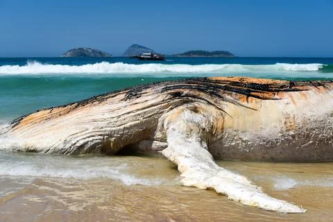 Corpse of the Whale in the Beach 스톡 사진