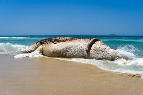 Corpse of the Whale in the Beach 스톡 사진