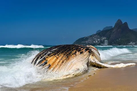 Corpse of the Whale in the Beach 스톡 사진