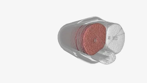 A corpus cavernosum penis (singular) is one of a pair of sponge-like regions of Stock Footage 248893251