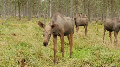 Corral with calves of moose close-up Stock Footage 73326327