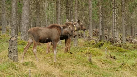 Corral with calves of moose close-up Stock Footage 73326576